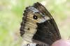 Hipparchia genava